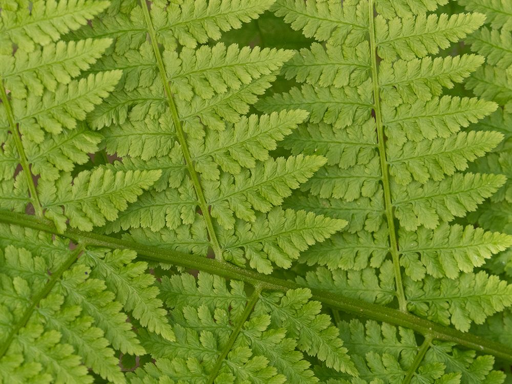 Usa-Washington State-Kirkland. Juanita Bay Park-Lady fern frond pattern from above